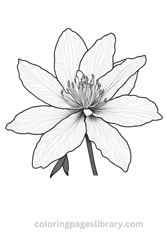 Easy Azalea coloring sheet