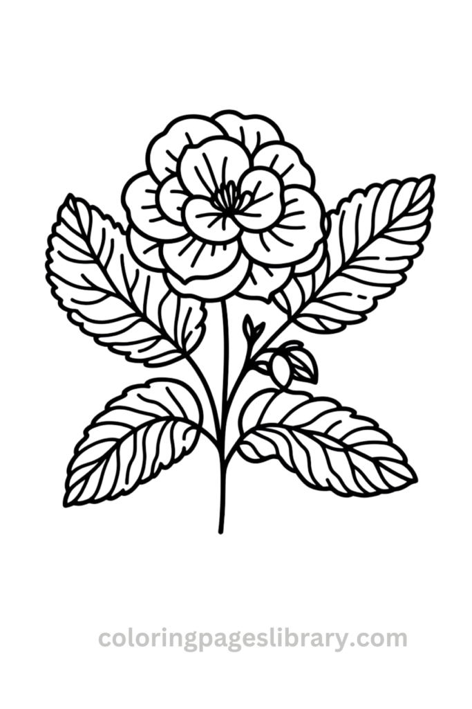 Easy Begonia coloring sheet
