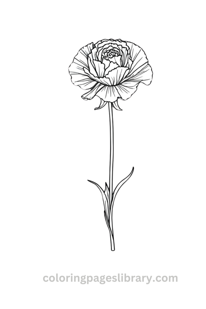 Easy Carnation coloring sheet