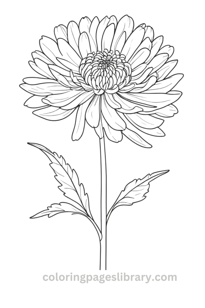 Easy Chrysanthemum coloring sheet