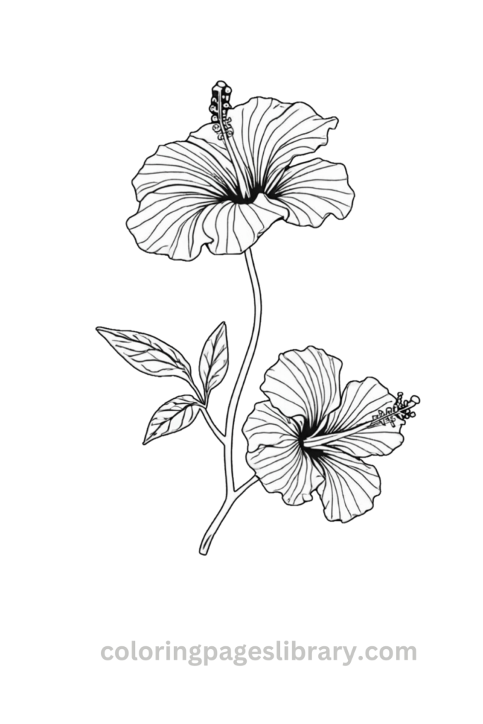 Easy Hibiscus coloring sheet