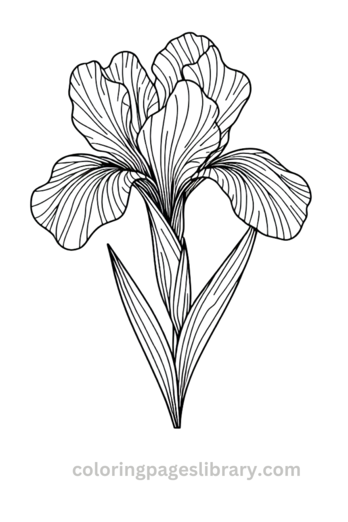 Easy Iris coloring page