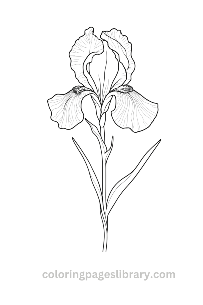 Easy Iris coloring sheet
