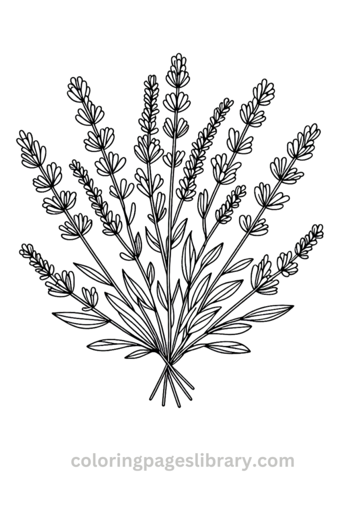 Easy Lavender bouquet coloring page