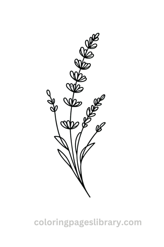 Easy Lavender coloring page