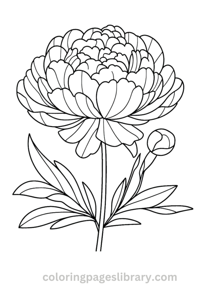 Easy Peony coloring page