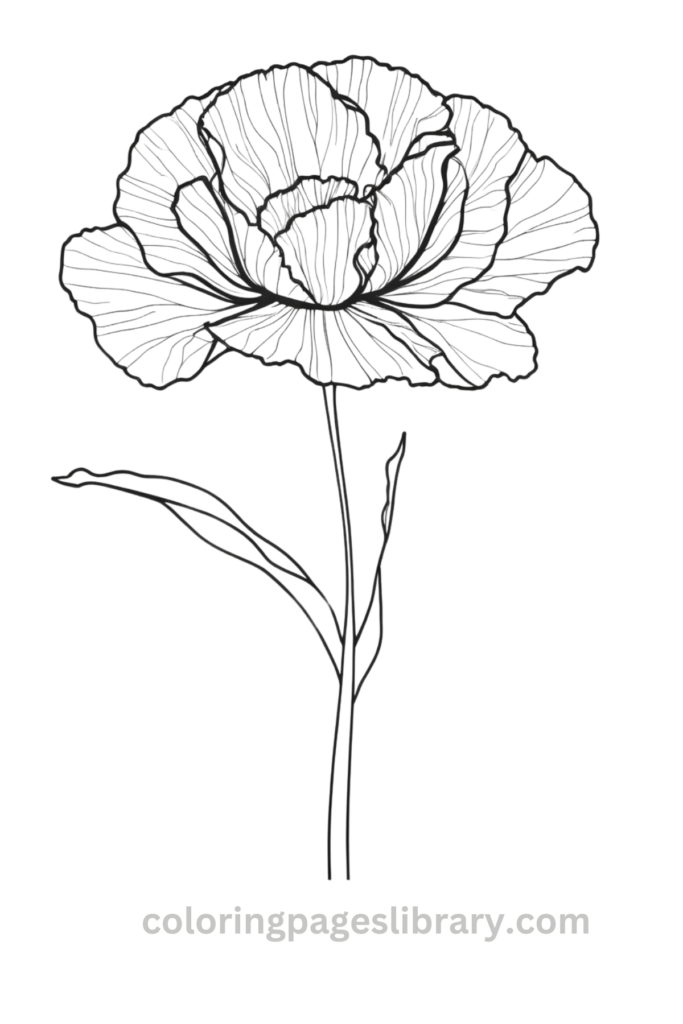 Easy and simple Carnation coloring sheet