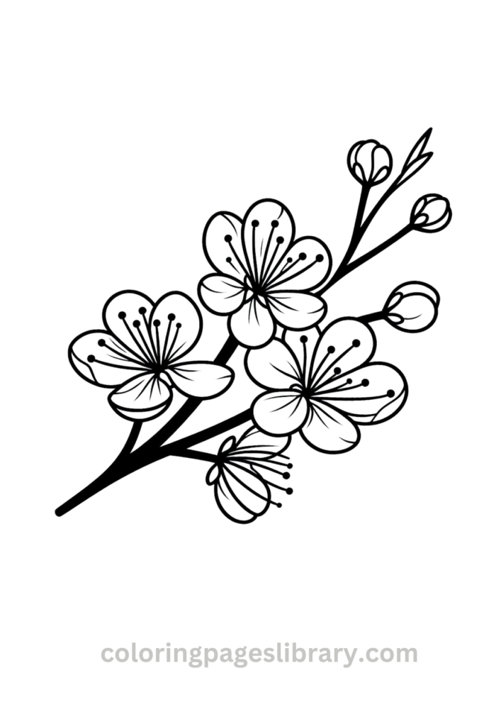 Easy and simple Cherry blossom coloring sheet