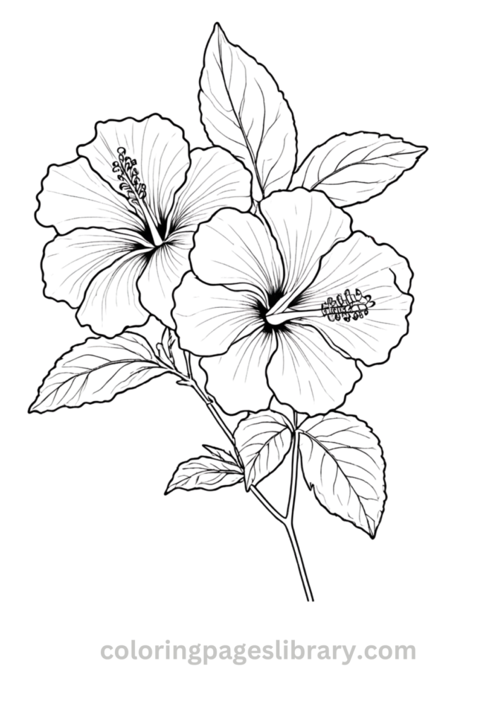 Easy and simple Hibiscus coloring sheet