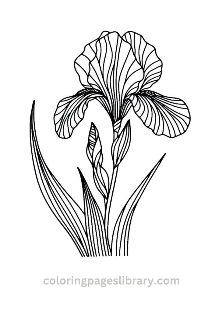 Easy and simple Iris coloring sheet