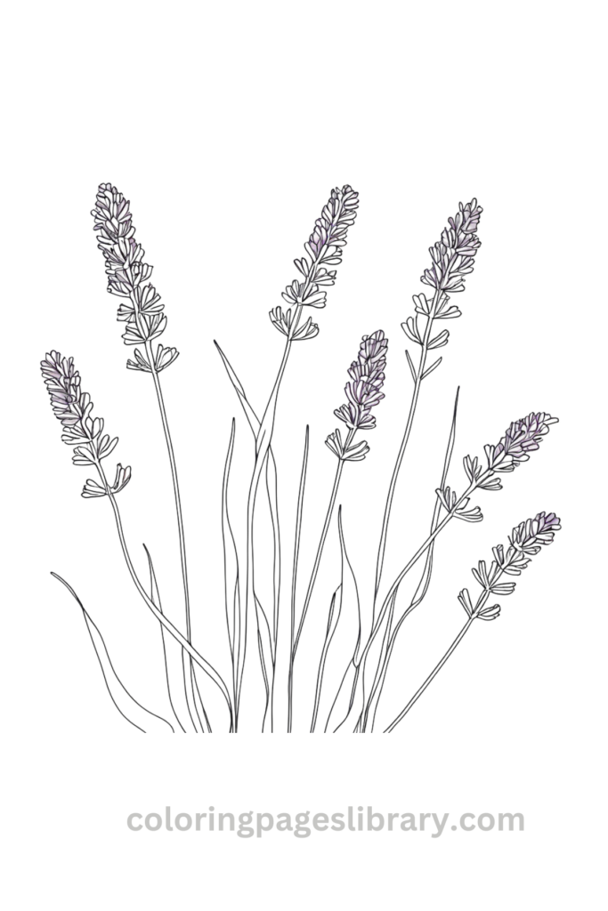 Easy and simple Lavender coloring sheet