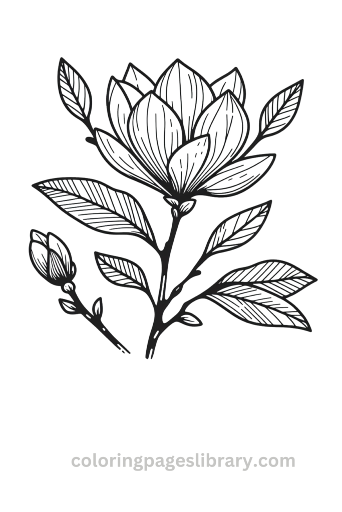 Easy and simple Magnolia coloring sheet