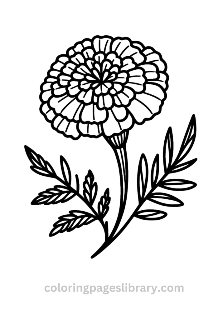 Easy and simple Marigold coloring sheet - line art