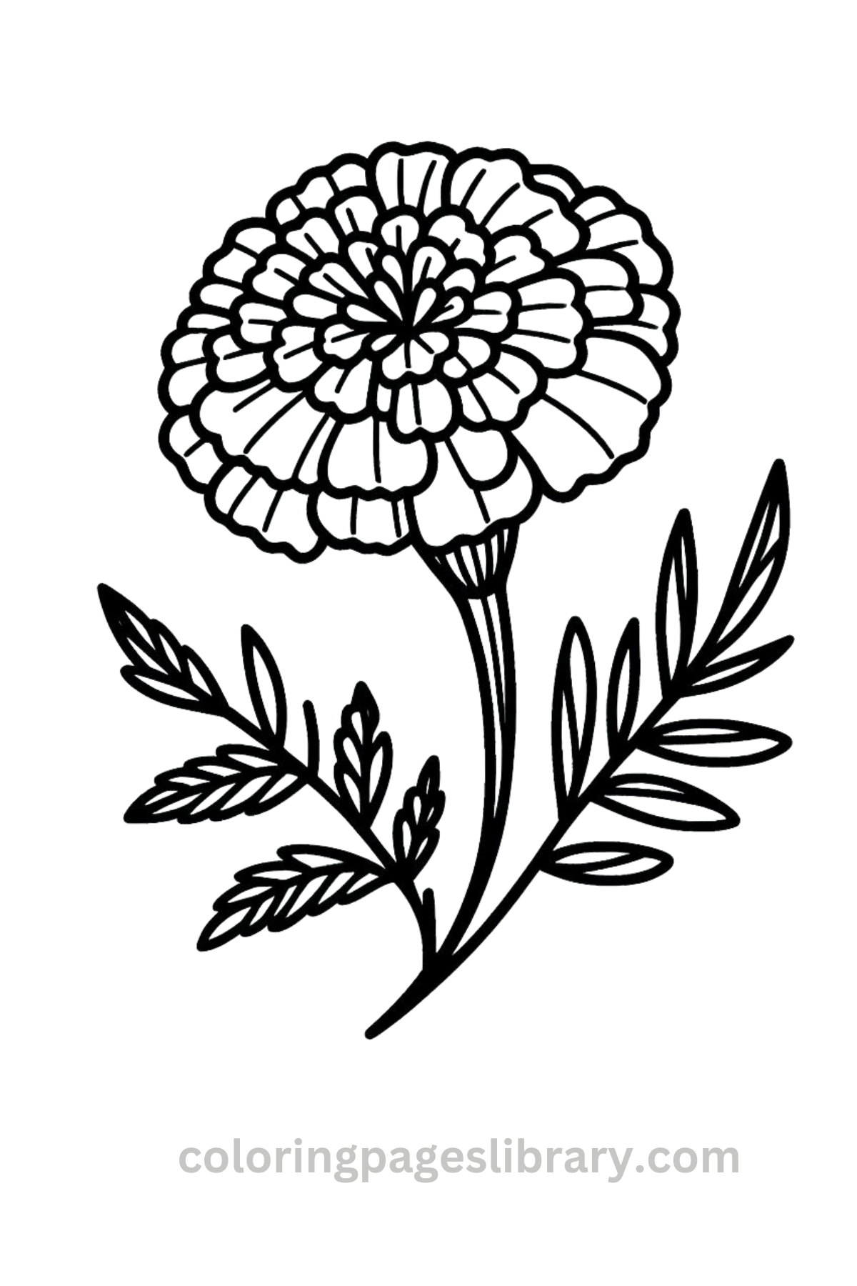 Free Printable Marigold Coloring Pages For Kids