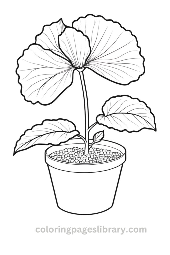 Free Begonia coloring page for kids