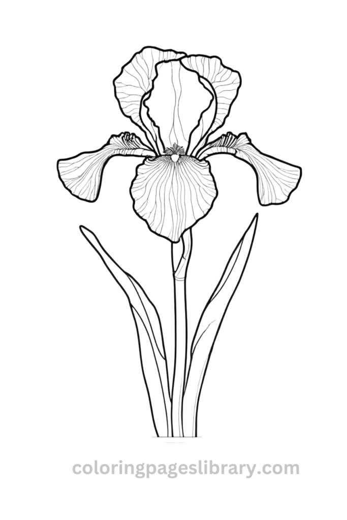 Free Iris coloring page for kids