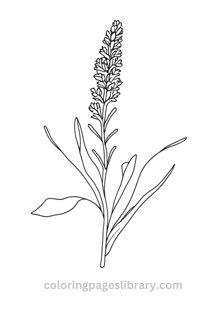 Free Lavender coloring page for kids