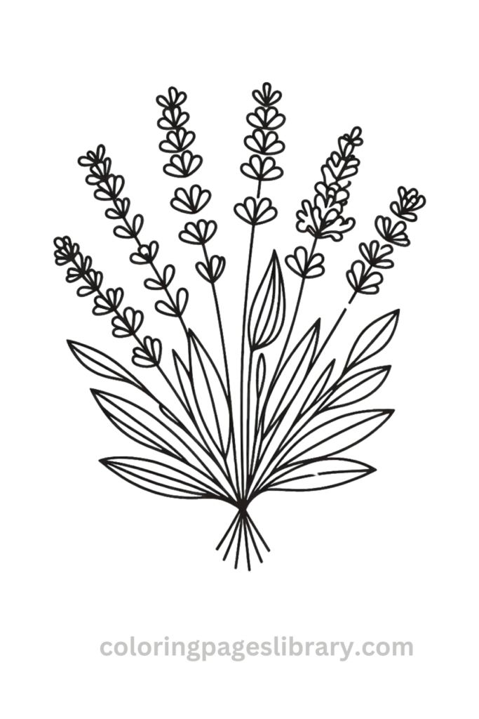 Free and easy Lavender bouquet coloring page