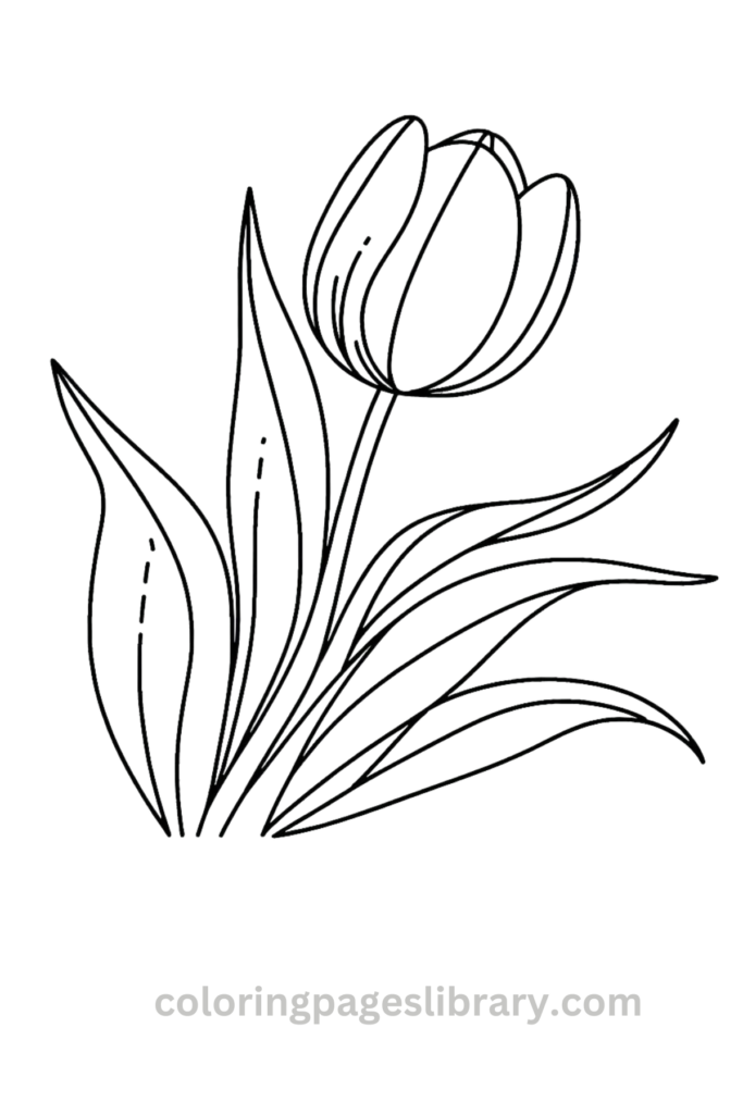 Free and easy printable Tulip coloring pages