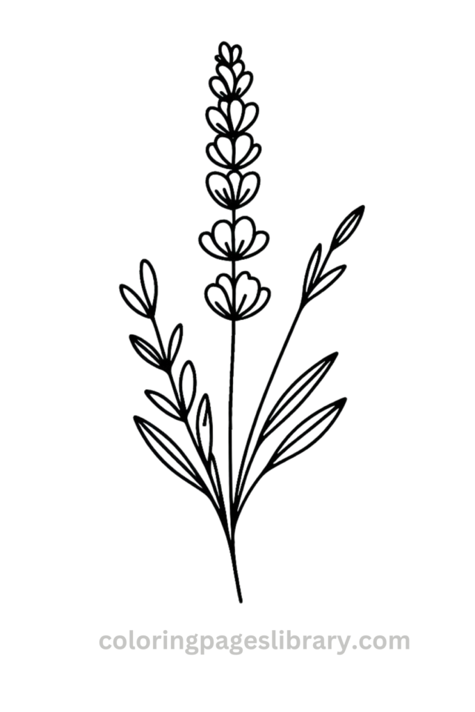 Free downloadable Lavender coloring pages