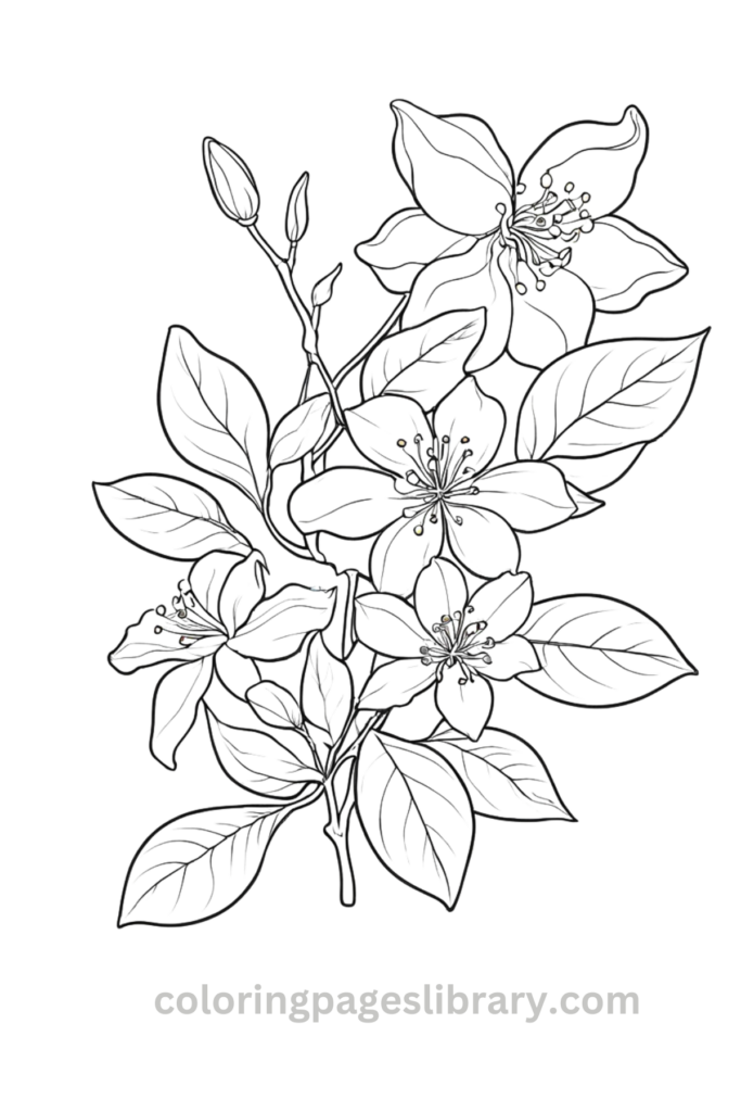 Free printable Jasmine coloring page for kids