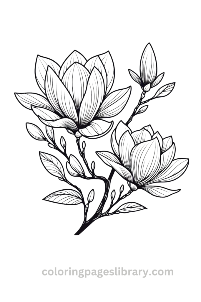 Free printable Magnolia coloring page for kids