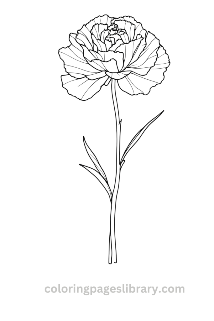 Line art Carnation coloring page for children