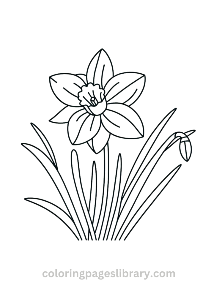 Line art Daffodil coloring page for children