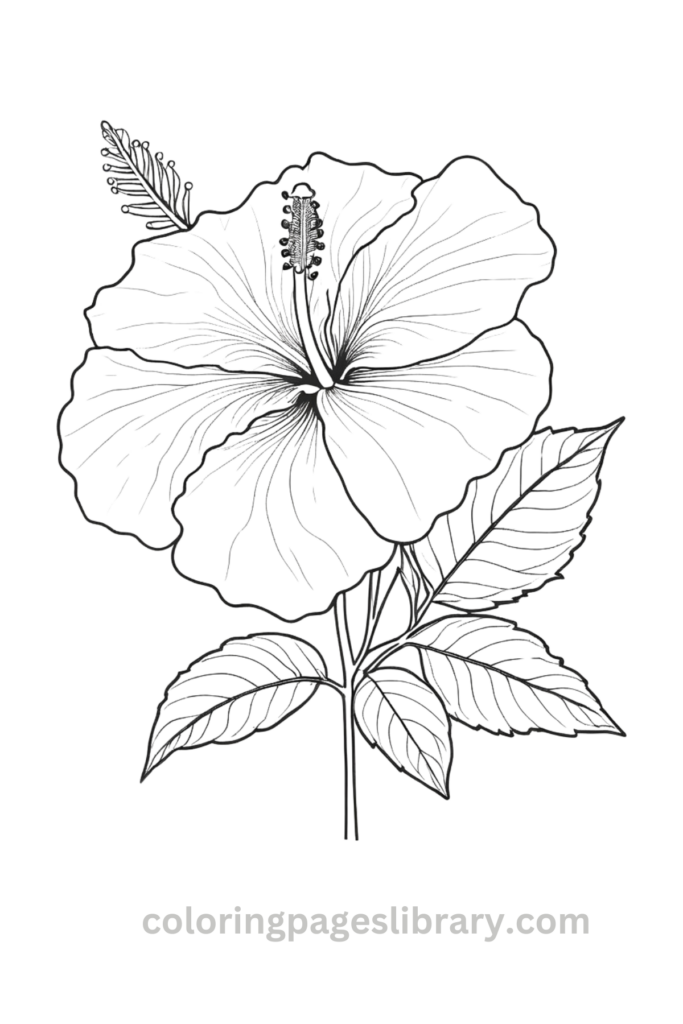 Line art Hibiscus coloring page for children