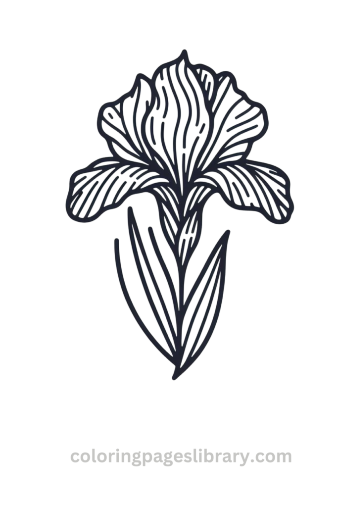 Line art Iris coloring page for children