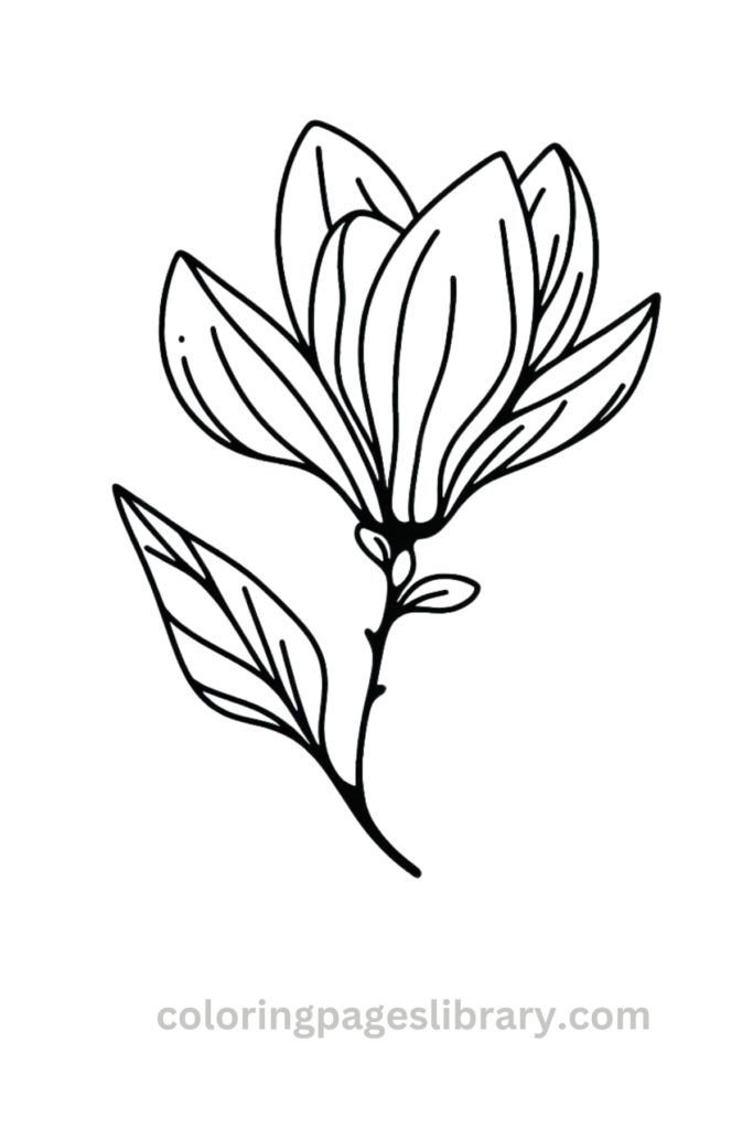 Line art Magnolia coloring page for children