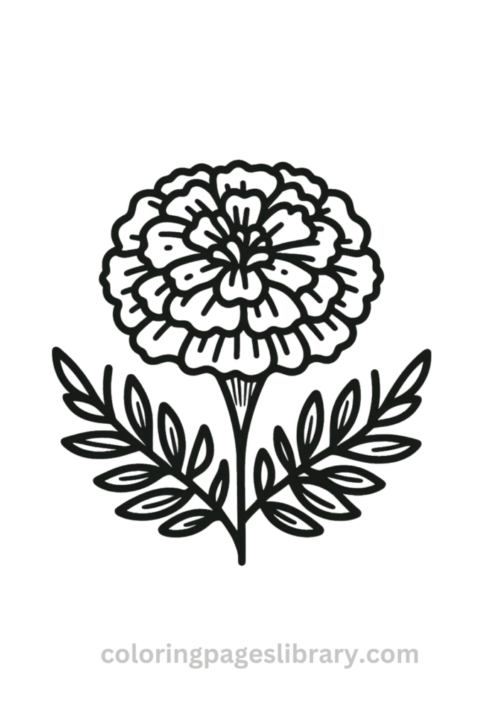 Line art Marigold coloring page for children