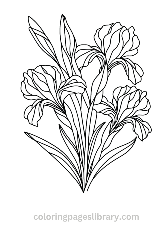 Printable Iris bouquet coloring page