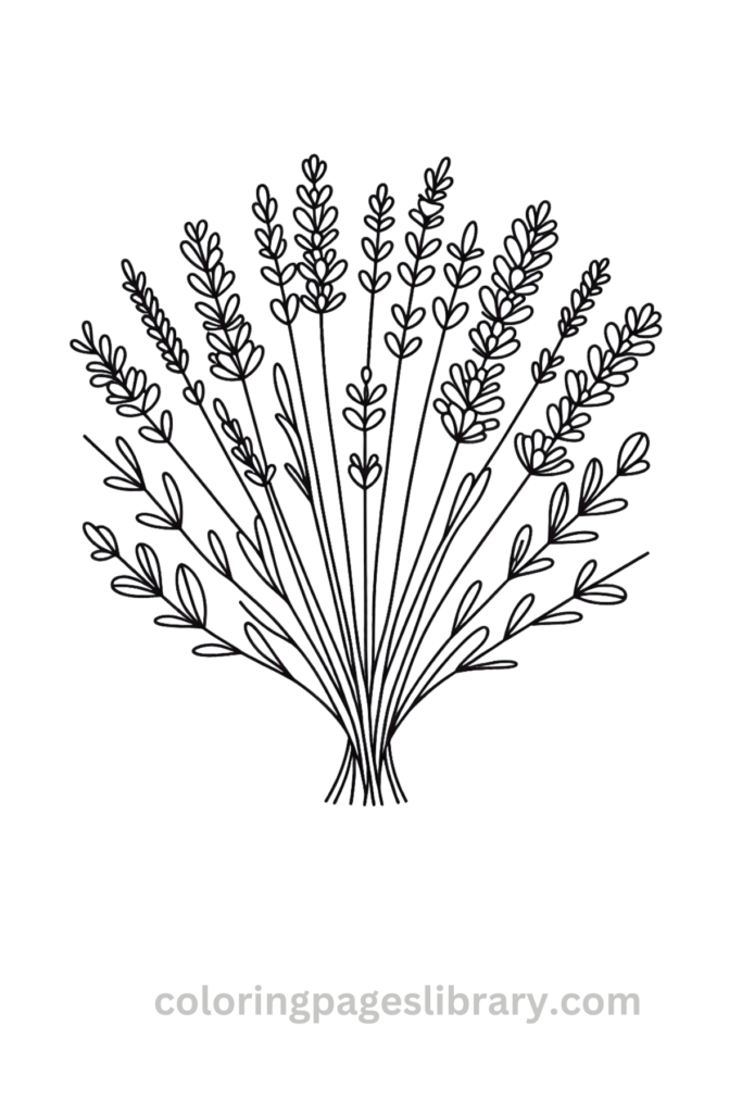 Printable Lavender bouquet coloring page