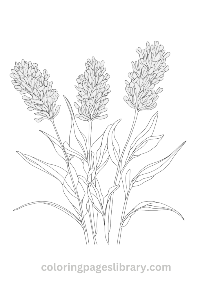 Printable Lavender coloring page for children
