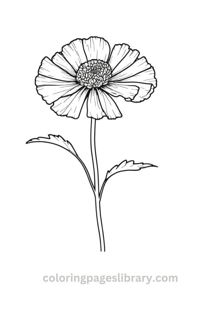 Printable Marigold coloring page for children