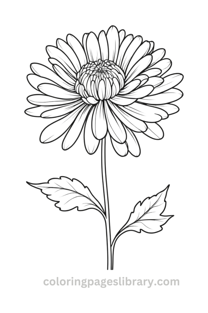 Simple Chrysanthemum coloring page
