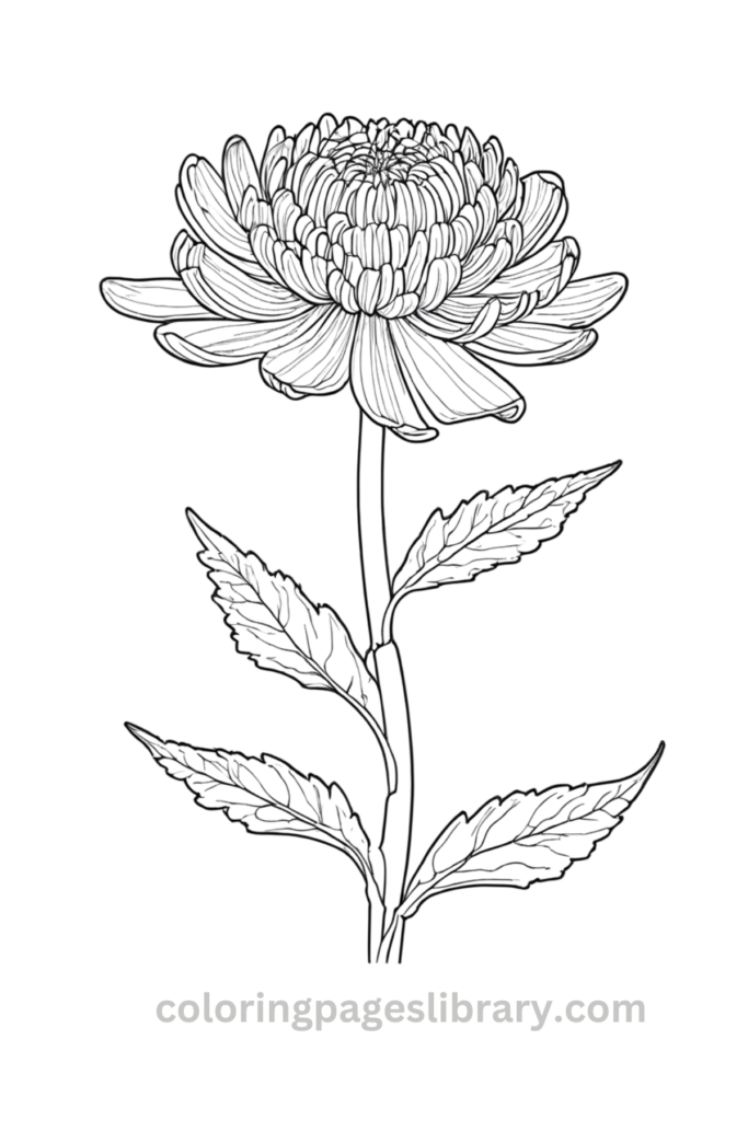 Simple Chrysanthemum coloring sheet