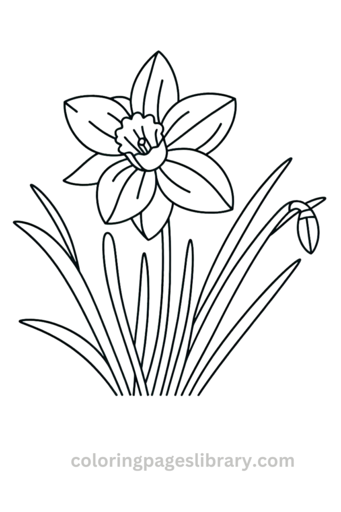 Simple Daffodil coloring page