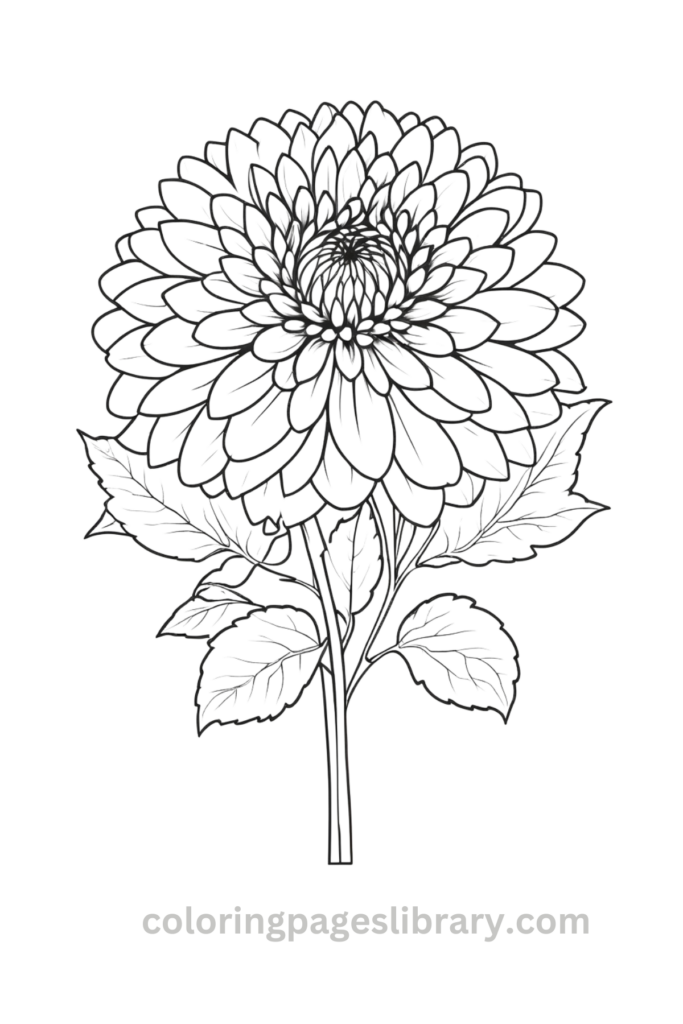 Simple Dahlia coloring page
