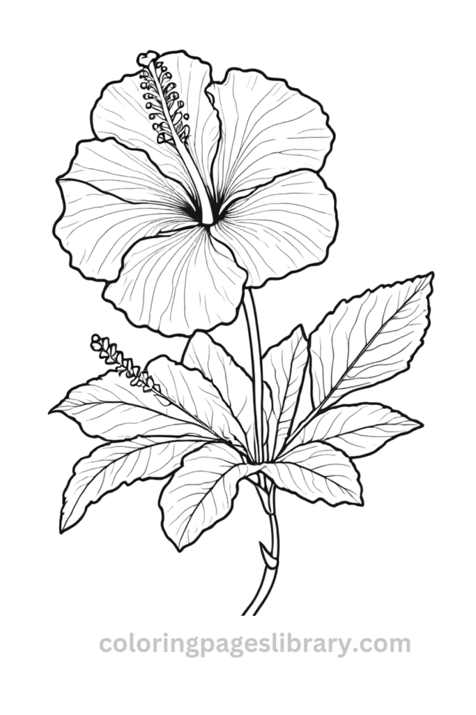 Simple Hibiscus coloring page
