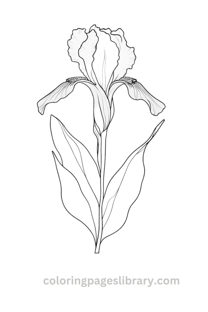 Simple Iris coloring page