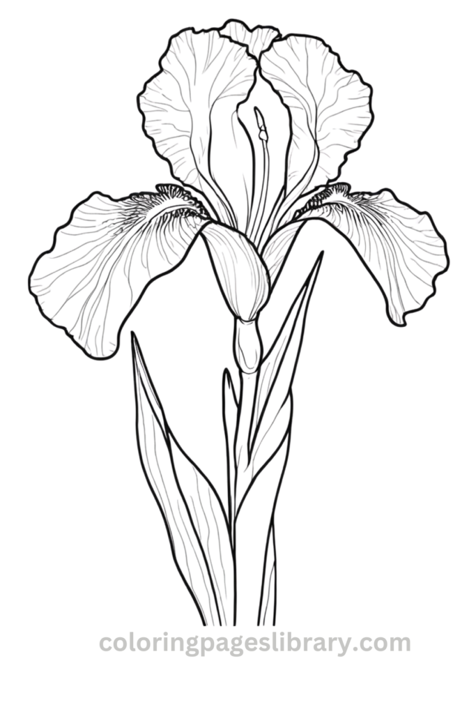 Simple Iris coloring sheet
