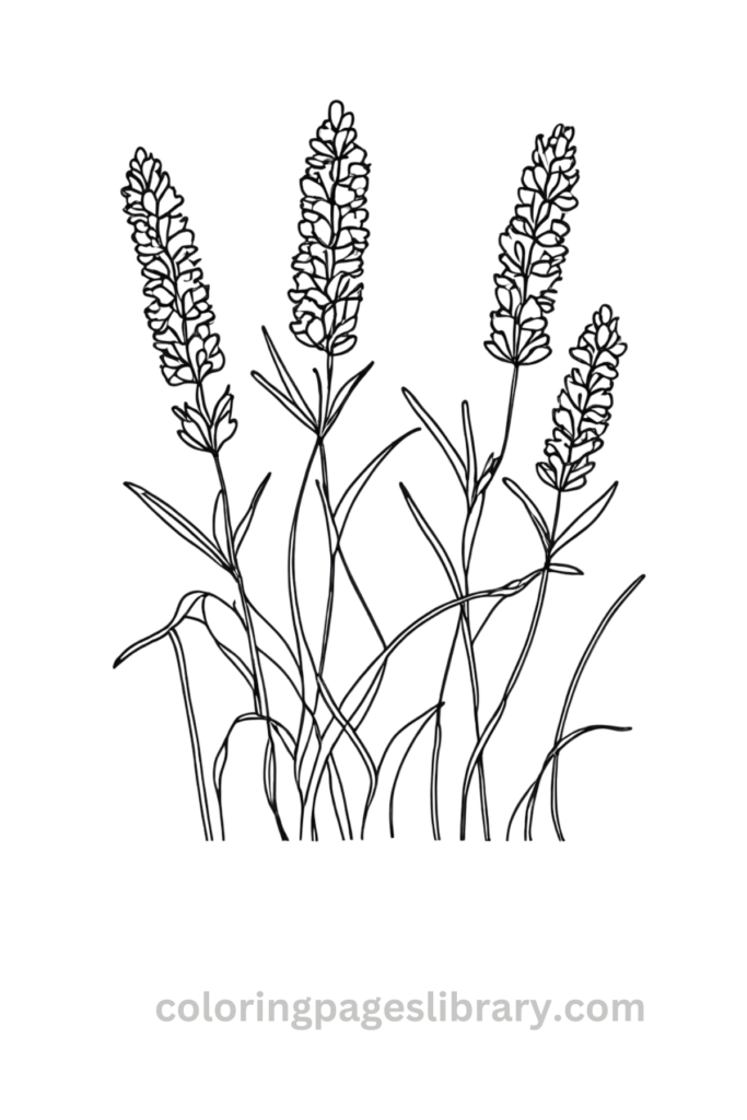 Simple Lavender coloring sheet