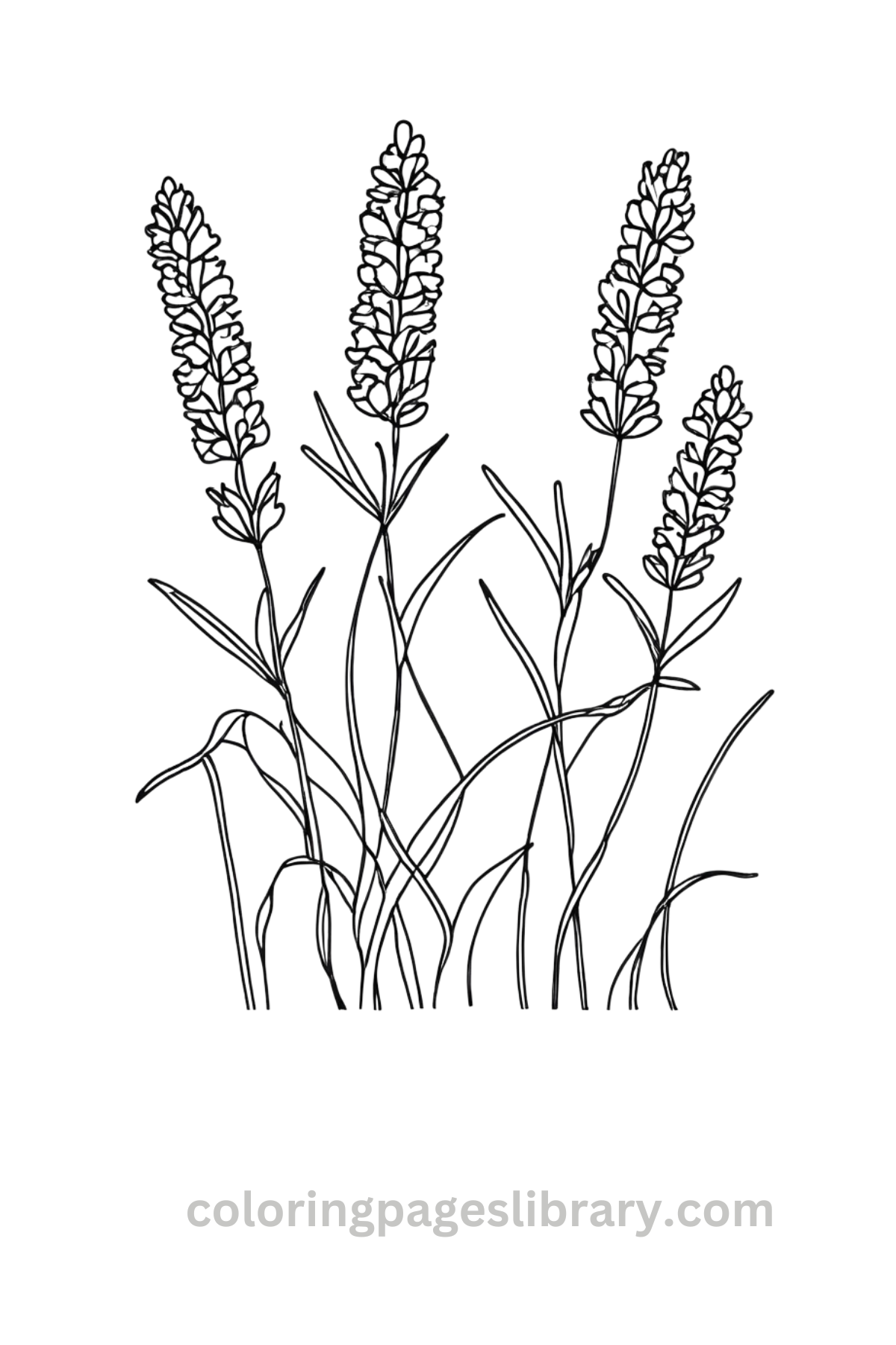 Free Printable Lavender Coloring Pages For Kids