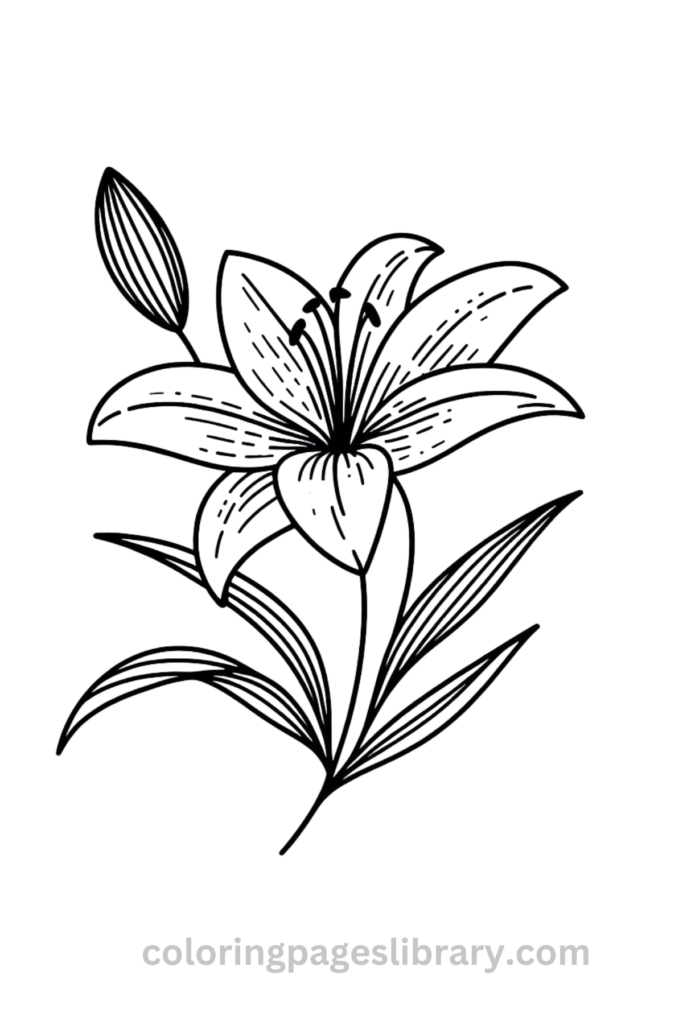 Simple Lily coloring page